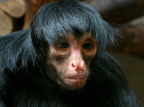 ugly monkey photos|extra ugly monkey.